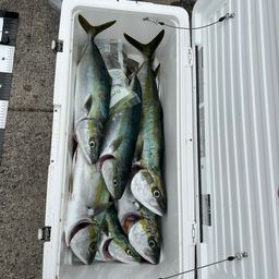 ハマチ
