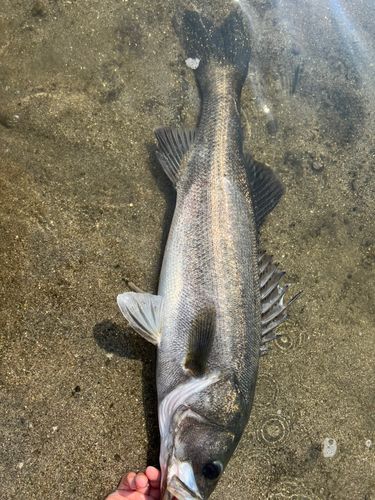 スズキの釣果