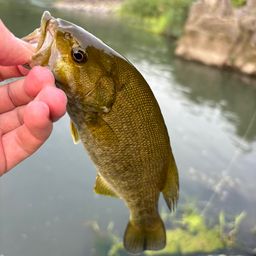 スモールマウスバス