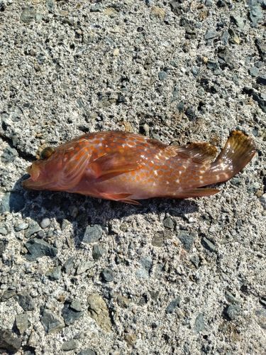 キジハタの釣果