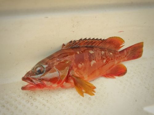 アカハタの釣果