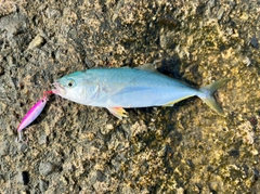 コゾクラの釣果