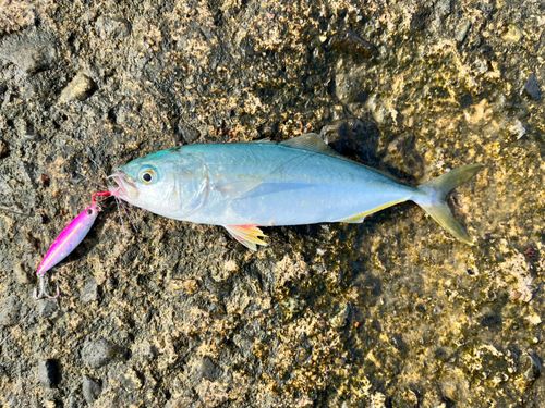コゾクラの釣果