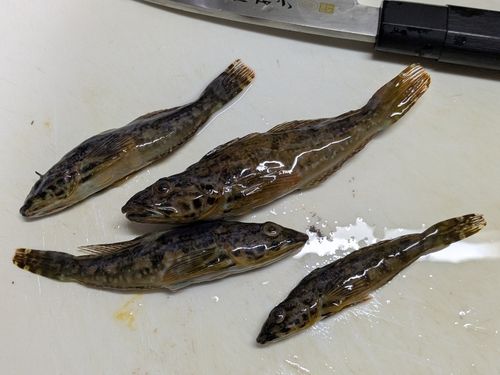 アヤアナハゼの釣果