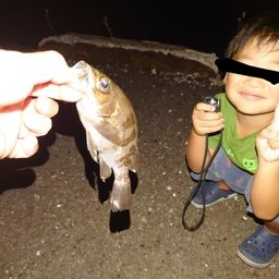 メバル