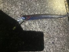 タチウオの釣果