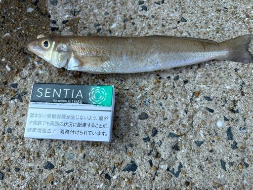 キスの釣果