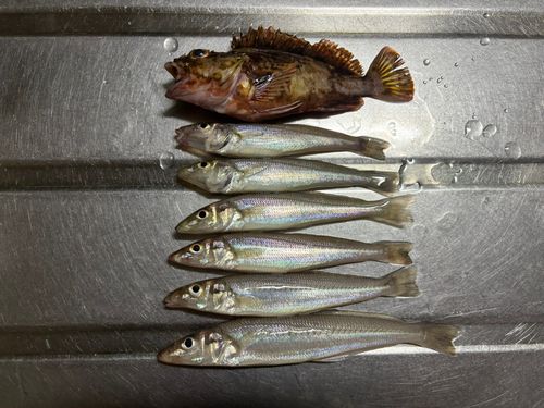 シロギスの釣果