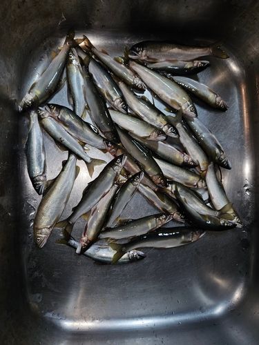 アユの釣果