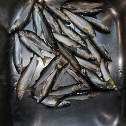 アユ