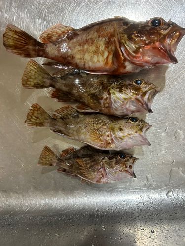 カサゴの釣果