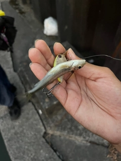 スゴモロコの釣果