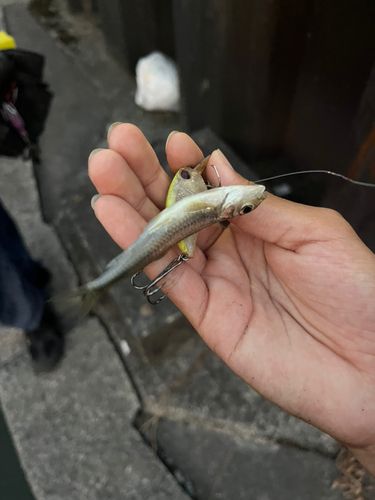 スゴモロコの釣果