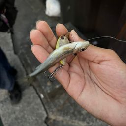 スゴモロコ