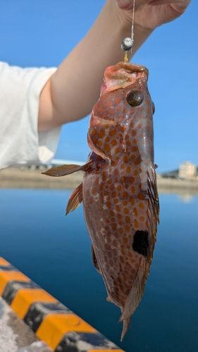 キジハタの釣果