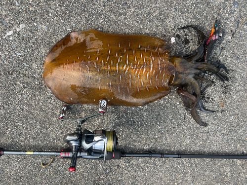 アオリイカの釣果