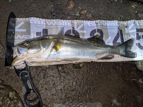 セイゴ（マルスズキ）の釣果