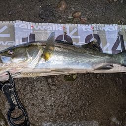 セイゴ（マルスズキ）