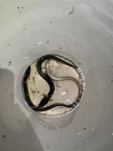 ニホンウナギの釣果