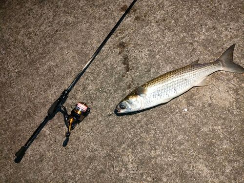 ボラの釣果
