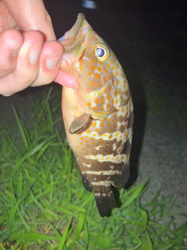 キジハタの釣果