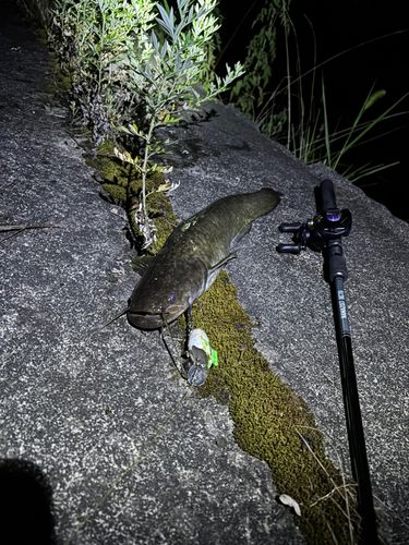ナマズの釣果