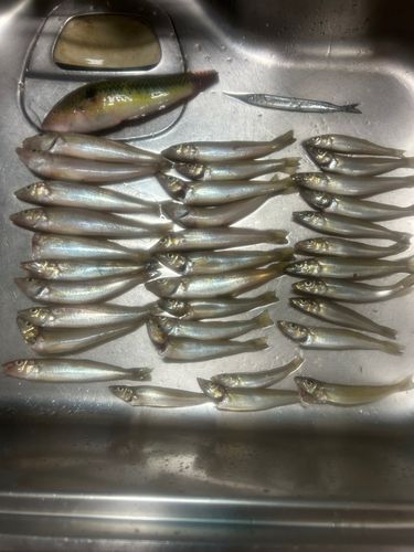 キスの釣果
