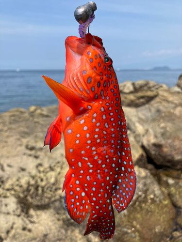 ユカタハタの釣果