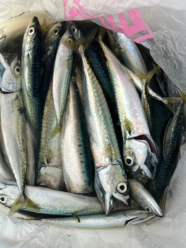サバの釣果