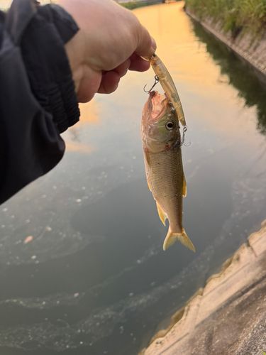 ハスの釣果