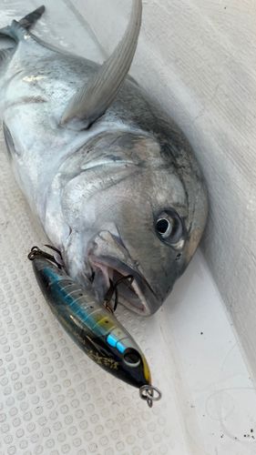 ロウニンアジの釣果