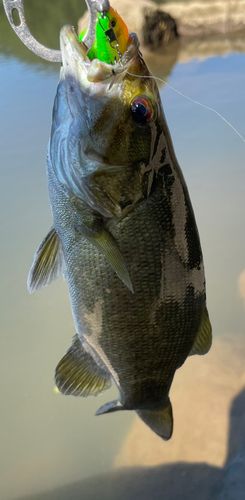 スモールマウスバスの釣果