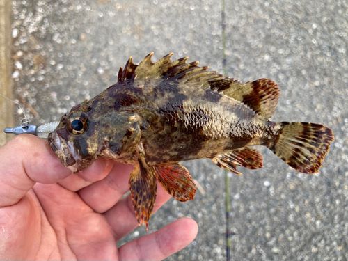 ヨロイメバルの釣果