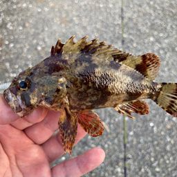 ヨロイメバル