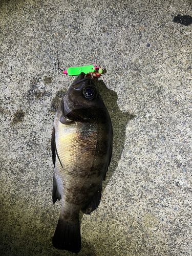アカメバルの釣果