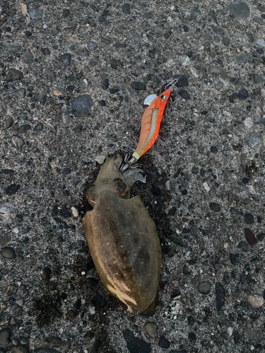 コウイカの釣果