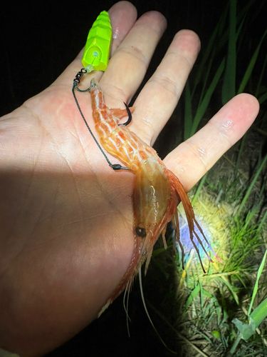 アメリカナマズ