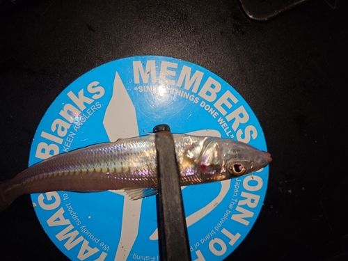 シロギスの釣果