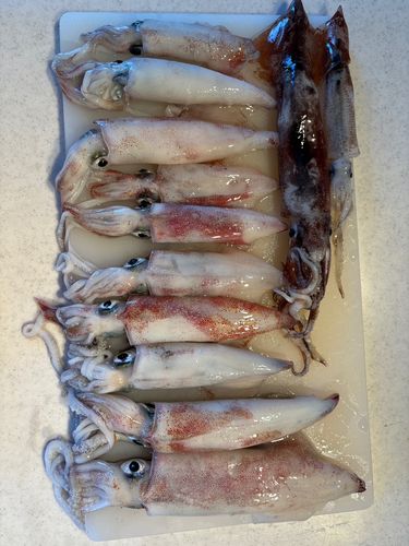 ケンサキイカの釣果