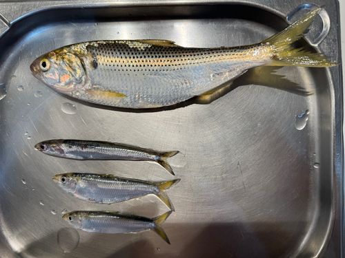 コノシロの釣果