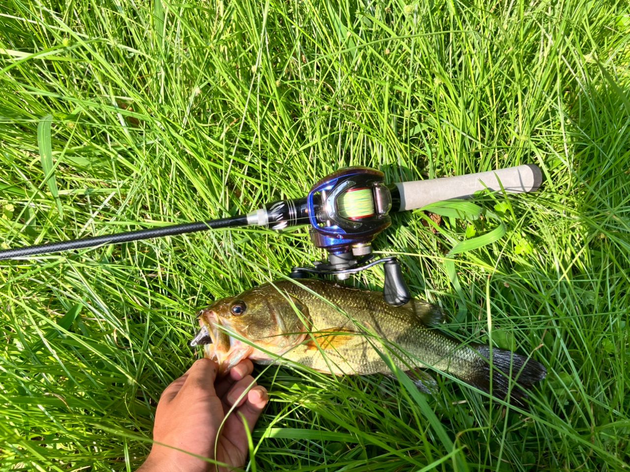 ラージマウスバス