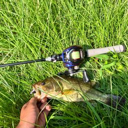 ラージマウスバス