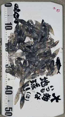 ヒイカの釣果