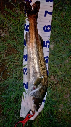 スズキの釣果