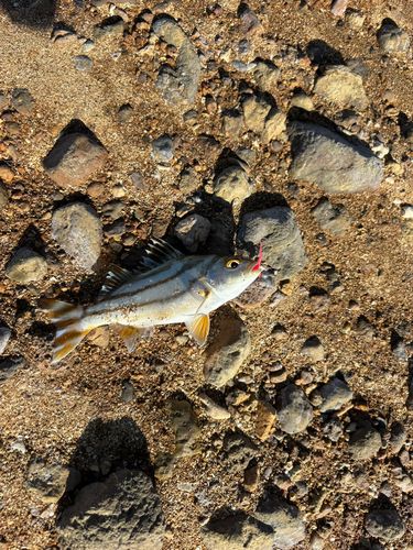 コトヒキの釣果