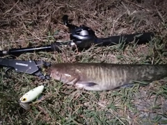 ナマズの釣果