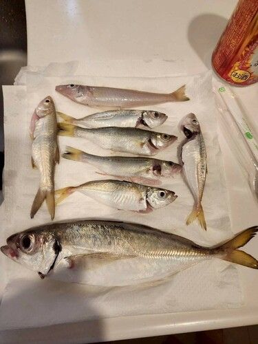 ツバメコノシロの釣果