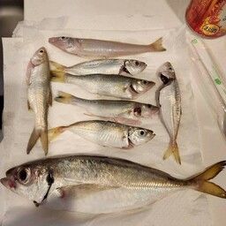 ツバメコノシロ