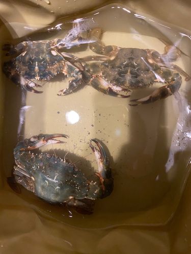 イシガニの釣果