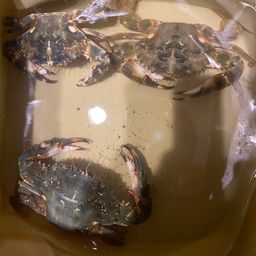 イシガニ